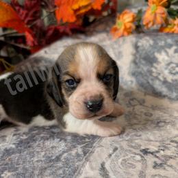Yellow - Black tan and white male Beagle puppy in Vallejo, California from Tailwindfarm
