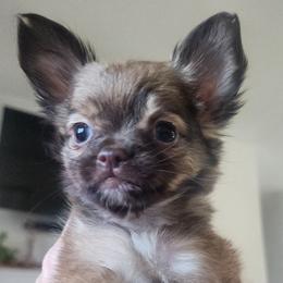 Rosa - Black sabled fawn female Chihuahua puppy in Goodman, Missouri from Jessica's Dashing Dachsunds and Chihuahuas