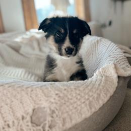 Birch - Black tri-color male Australian Shepherd puppy in Midvale, Idaho from Canyon River Aussies