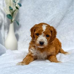 Matthew - Red  male Goldendoodle puppy in Urbana, Illinois from ZaraDoodles