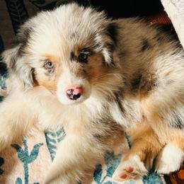 FISH SAUCE - Blue merle male Miniature American Shepherd puppy in Greenboro, North Carolina from Rustlingrass Miniature American Shepherds