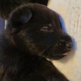 Boy 5 - Black male German Shepherd puppy in Grimesland, North Carolina from Von Stancill German Shepherds