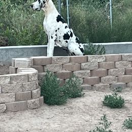 Zelda - Great Dane
