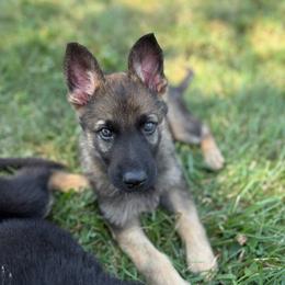 Army green collar - Sable male German Shepherd puppy in Osco, Illinois from Sonnenhügel Kennel, LLC