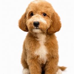 Ziggy - Apricot male Goldendoodle puppy in Yuciapa, California from AlltheDoodlez_