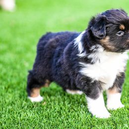 Miniature Australian Shepherd Puppies from Rockin D Mini Aussies
