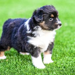 Miniature Australian Shepherd Puppies from Rockin D Mini Aussies