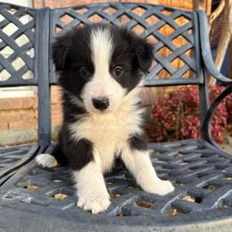 Han - Black and white male Border Collie puppy in Mckinney, Texas from Border Collies of Ruidoso