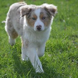 Miniature Australian Shepherd, Pembroke Welsh Corgi, and Toy Australian Shepherd Puppies from Midwest Mini/Toy Aussies