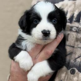 Lays - Black tri male Toy Australian Shepherd puppy in Riverton, Utah from Iron Spirit Homestead & Aussies