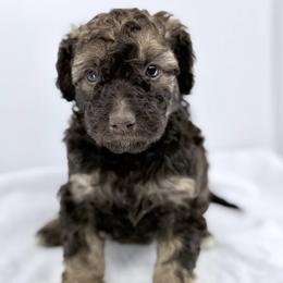 Pop - Sable male Bernedoodle puppy in La Plata, Maryland from Serenity Creek Doodles