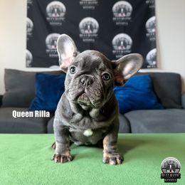 French Bulldogs from Bullmatic Kennels LLC