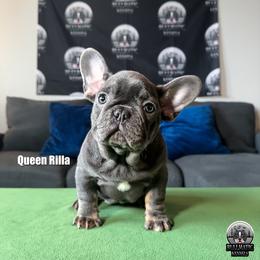 French Bulldogs from Bullmatic Kennels LLC