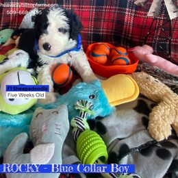 Goldendoodle, Poodle, and Sheepadoodle Puppies from Heavenly Hilltop Farm