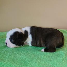 Amore - Seal and white male Boston Terrier puppy in Rogersville, Alabama from Angel's Boston Terriers and French Bulldog