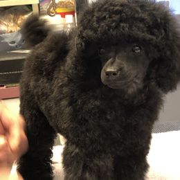 Poodle Puppies from Karamba Toy Poodles