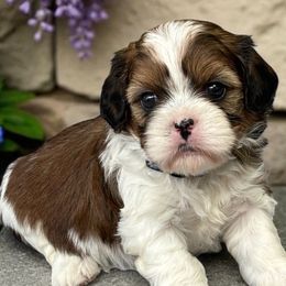 Lucas - Gold and white male Cavatzu puppy in Oklahoma from Rocky Oak Cavaliers & Biewer Terriers LLC