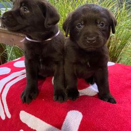 English Springer Spaniel and Labrador Retriever Puppies from Buffie Gonzales