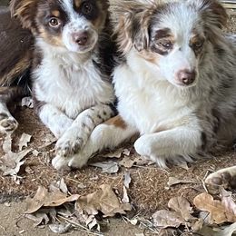 Australian Shepherd, Miniature Australian Shepherd, and Toy Australian Shepherd Puppies from Triple Lake Ranch Miniature Australian Shepherds