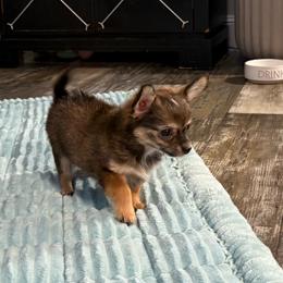 Henry - Fawn male Chihuahua puppy in Summerfield, Florida from Uey’s Chihuahuas