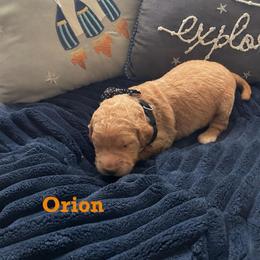 Orion - Apricot male Goldendoodle puppy in Noblesville, Indiana from Heart & Paw Goldendoodle Co.