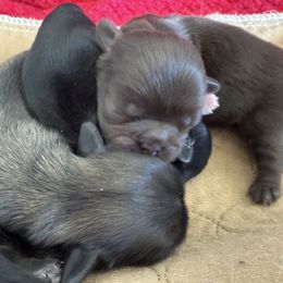 Boy 1 - Black Pekingese puppy in Mabank, Texas from Peke Lovers of Texas