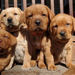 Labrador Retriever Puppies from Warnow Labradors