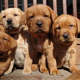 Labrador Retriever Puppies from Warnow Labradors