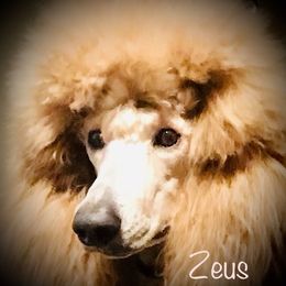 Poodle Puppies from Prissy Pants Poodles LLC