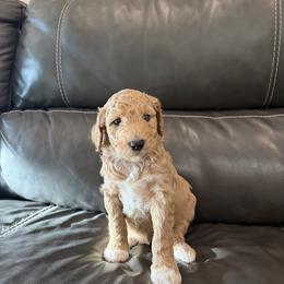 Goldendoodle and Poodle Puppies from Gentle Paw Goldendoodles