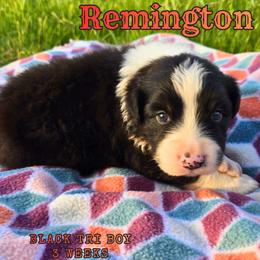 Remington - Black tri-color male Australian Shepherd puppy in Abilene, Texas from S&K Aussies N' Rotties