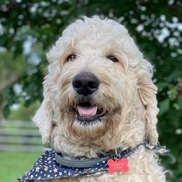 Goldendoodles, Labradoodles, and Poodles from Lillybrooke Acres
