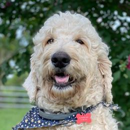 Goldendoodles, Labradoodles, and Poodles from Lillybrooke Acres