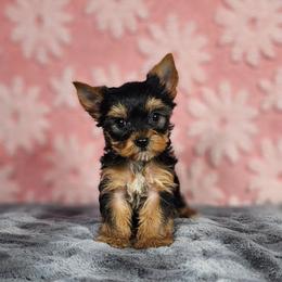 Pup 4 - Black and tan female Yorkshire Terrier puppy in Polk City, Florida from Yorkies by Casey