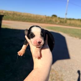 Girl 3 - Black tri-color female Australian Shepherd puppy in Cushing, Oklahoma from Little Pastures Australian Shepherds