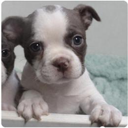 Kaden - Red male Boston Terrier puppy in Powell Butte, Oregon from RVF Boston Terriers