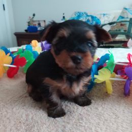 Yorkshire Terrier Puppies from Bayview Yorkies