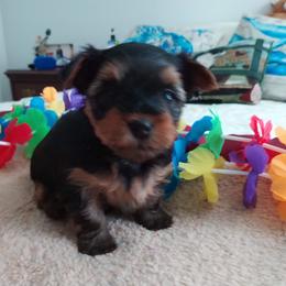 Yorkshire Terrier Puppies from Bayview Yorkies