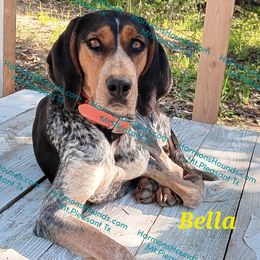 Bella - Bluetick Coonhound