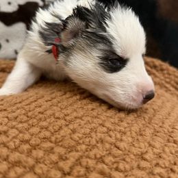 Red - Black tan and white male Siberian Husky puppy in Seaford, Delaware from Keira Ieleen Husky Kennel