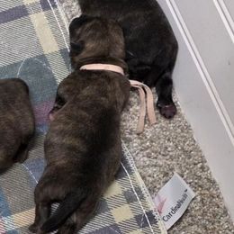 Miss Pink - Brindle female Cairn Terrier puppy in Savannah, Missouri from WoodSchott Cairn Terriers