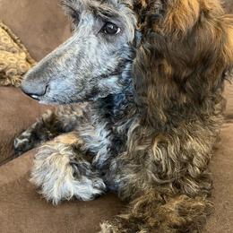Mocha - Brindle female Poodle puppy in Minneapolis, Minnesota from Sanctus Standards