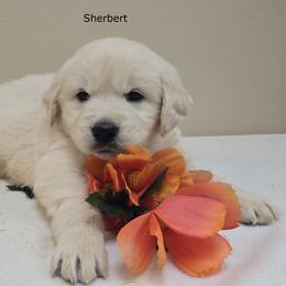 Girl 2 - Light golden female Golden Retriever puppy in Milford, Michigan from Servant Kennel