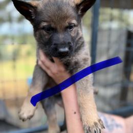 A1-4 Sable Boy - Mr. Blue - Sable male German Shepherd puppy in Lincoln, California from Valor-K9s