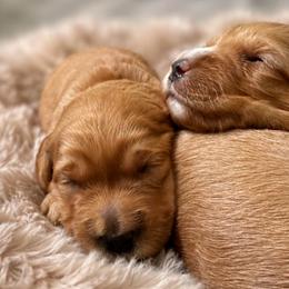 Ginger - Red  female Goldendoodle puppy in Rocky Point, North Carolina from CelticDoods