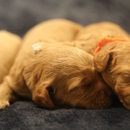 Australian Labradoodle Puppies from Majestic Labradoodles