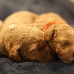 Australian Labradoodle Puppies from Majestic Labradoodles