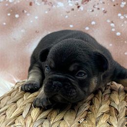 Nala - Brown brindle female Olde English Bulldogge puppy in Camdenton, Missouri from Mule Pool Olde English Bulldogges