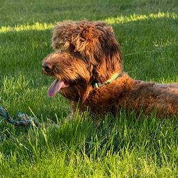 Ellie - Goldendoodle