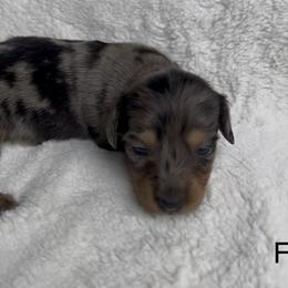 Female 2 - Dapple female Dachshund puppy in Riverside, California from Keeping it mini kennels